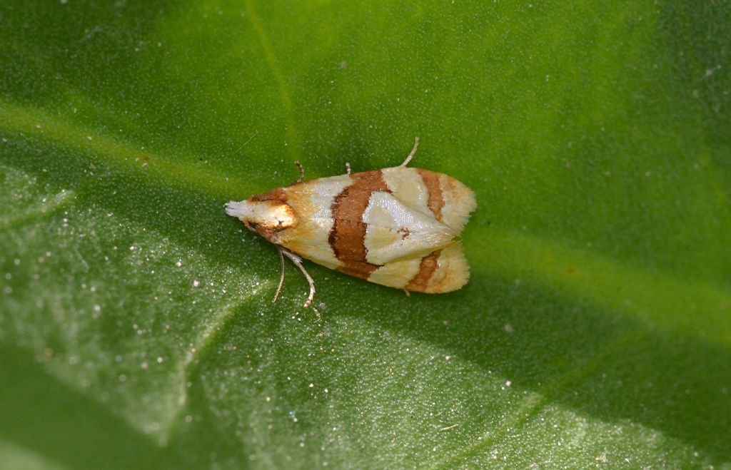 Piccola falena da ID - Phalonidia albipalpana